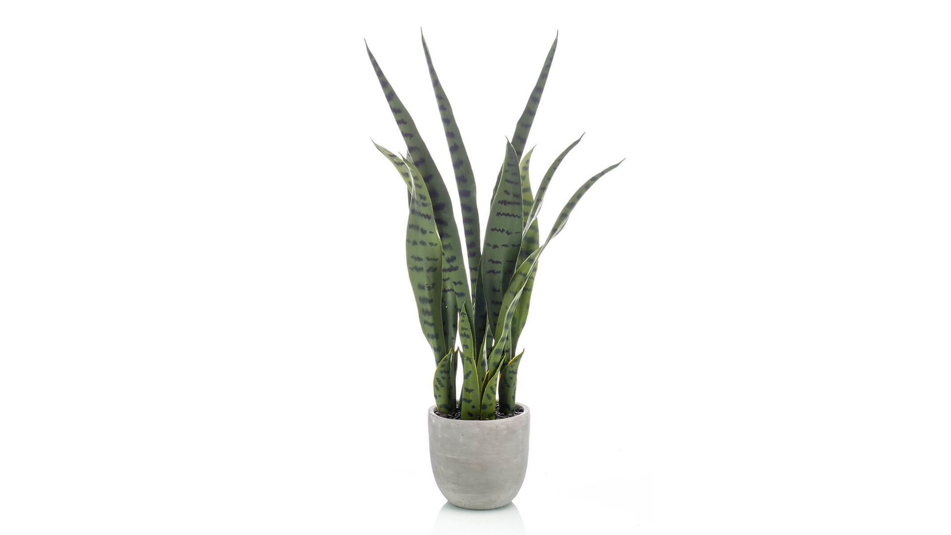 CJ Decor plantas,CJ Decor arvores,CJ Decor floresCJ Decor verde